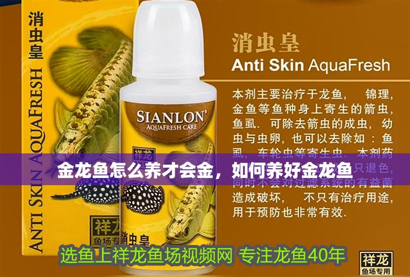 金龍魚怎么養才會金，如何養好金龍魚