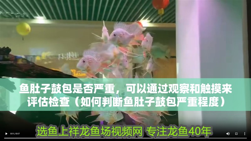 魚肚子鼓包是否嚴(yán)重，可以通過(guò)觀察和觸摸來(lái)評(píng)估檢查（如何判斷魚肚子鼓包嚴(yán)重程度）