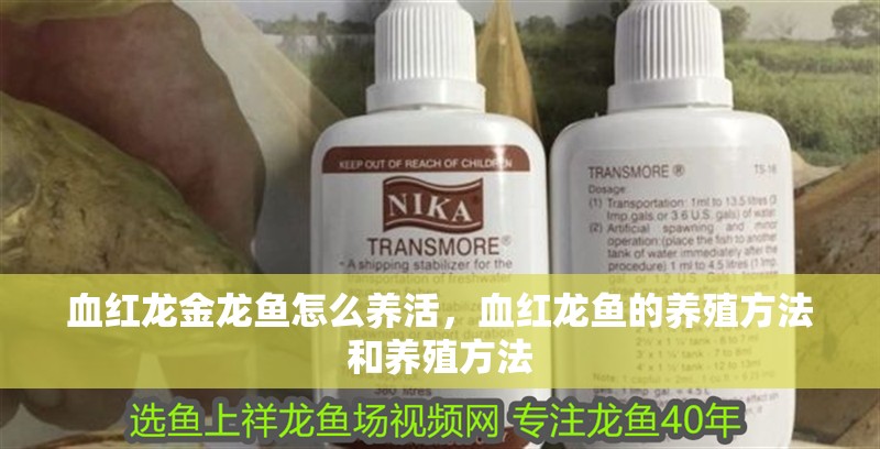 血紅龍金龍魚怎么養活，血紅龍魚的養殖方法和養殖方法