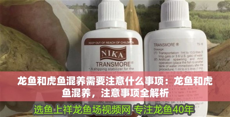 龍魚和虎魚混養需要注意什么事項：龍魚和虎魚混養，注意事項全解析