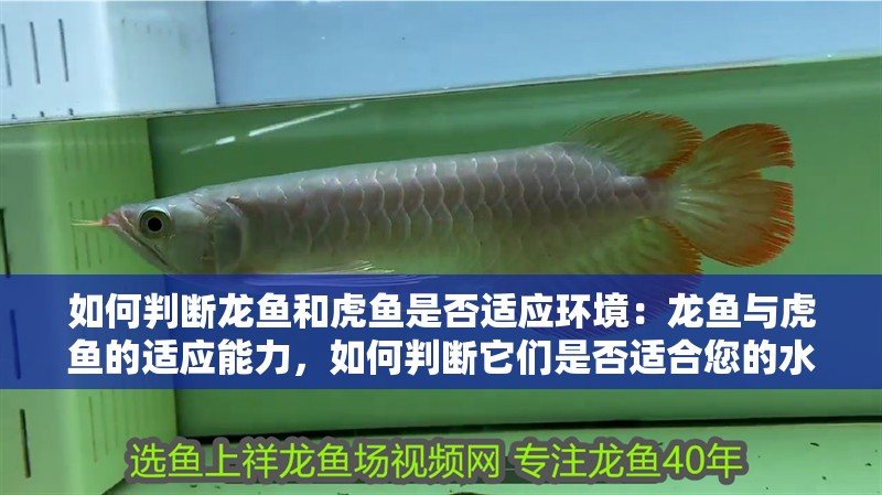 如何判斷龍魚和虎魚是否適應環境：龍魚與虎魚的適應能力，如何判斷它們是否適合您的水族箱？