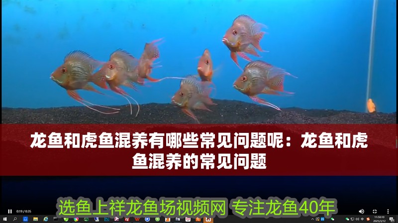 龍魚和虎魚混養有哪些常見問題呢：龍魚和虎魚混養的常見問題 龍魚和虎魚混養有哪些常見問題呢：龍魚和虎魚混養的常見問題 水族問答