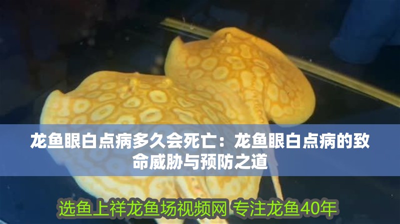 龍魚眼白點病多久會死亡：龍魚眼白點病的致命威脅與預防之道