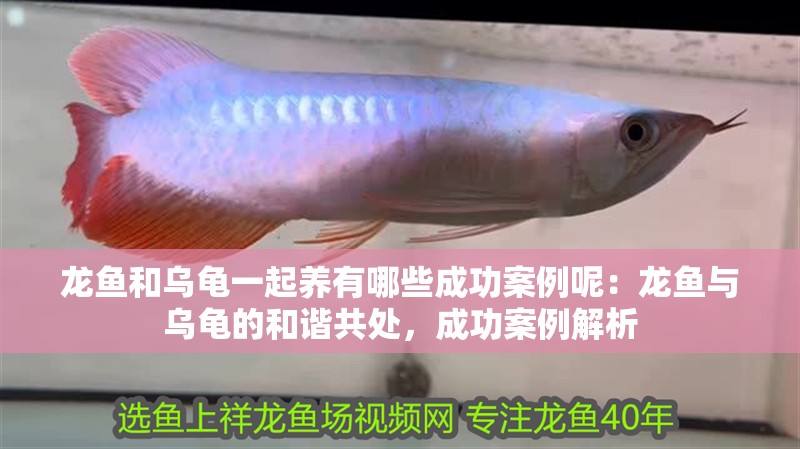 龍魚和烏龜一起養(yǎng)有哪些成功案例呢：龍魚與烏龜?shù)暮椭C共處，成功案例解析 龍魚和烏龜一起養(yǎng)有哪些成功案例呢：龍魚與烏龜?shù)暮椭C共處，成功案例解析 水族問答