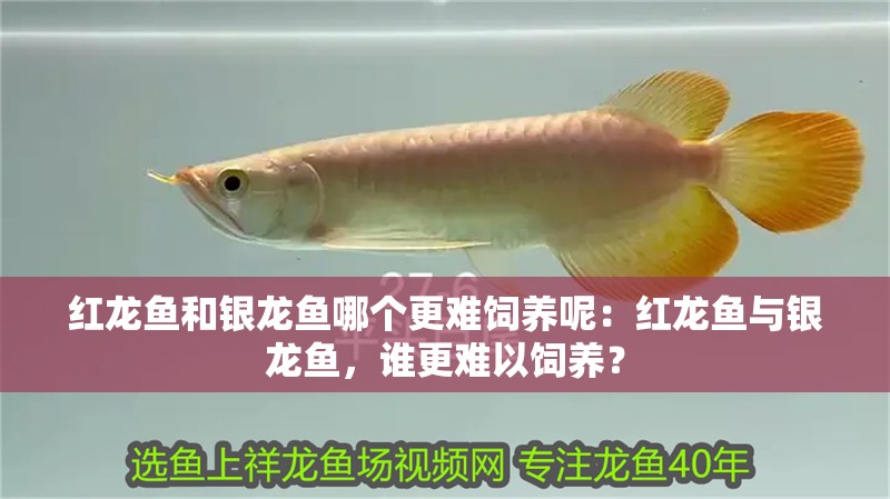 魚缸過濾器選購指南:自制魚缸過濾器魚缸上置過濾器對于養魚愛好者的必備知識 紅龍魚和銀龍魚哪個更難飼養呢:紅龍魚與銀龍魚,誰更難以飼養? 水族問答 紅龍魚和銀龍魚哪個更難飼養呢:紅龍魚與銀龍魚,誰更難以飼養? 紅龍魚和銀龍魚哪個更難飼養呢:紅龍魚與銀龍魚,誰更難以飼養? 水族問答