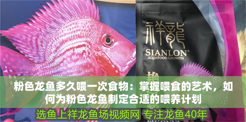 粉色龍魚多久喂一次食物：掌握喂食的藝術，如何為粉色龍魚制定合適的喂養(yǎng)計劃