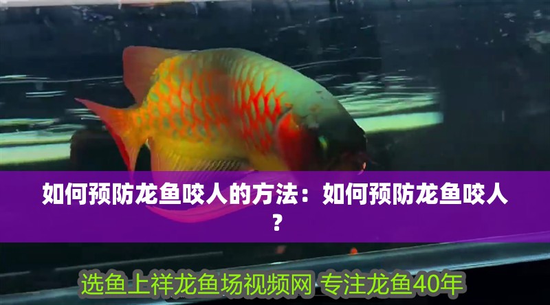 如何預(yù)防龍魚咬人的方法：如何預(yù)防龍魚咬人？