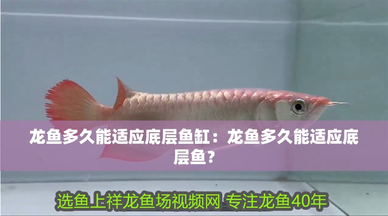 龍魚多久能適應底層魚缸：龍魚多久能適應底層魚？