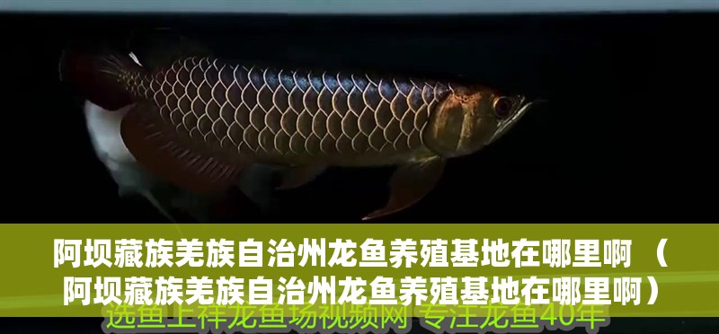 阿壩藏族羌族自治州龍魚養殖基地在哪里啊 （阿壩藏族羌族自治州龍魚養殖基地在哪里啊）