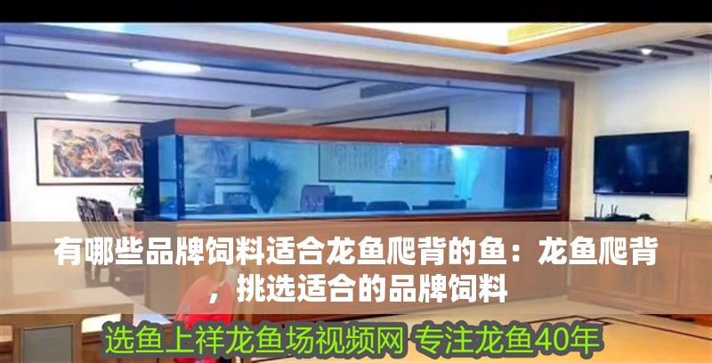 有哪些品牌飼料適合龍魚爬背的魚：龍魚爬背，挑選適合的品牌飼料