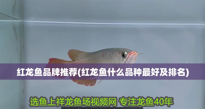 紅龍魚品牌推薦(紅龍魚什么品種最好及排名)