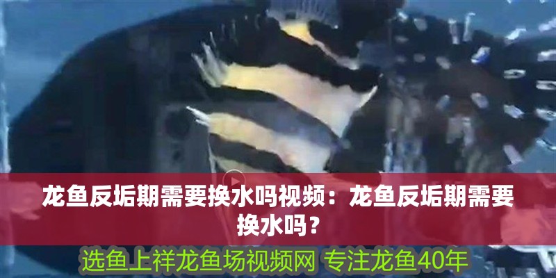 龍魚反垢期需要換水嗎視頻：龍魚反垢期需要換水嗎？ 龍魚反垢期需要換水嗎視頻：龍魚反垢期需要換水嗎？ 水族問答