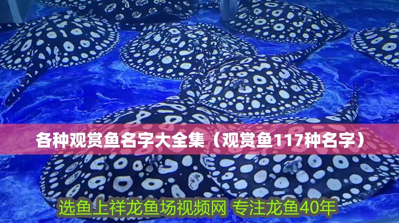 各種觀賞魚名字大全集（觀賞魚117種名字）