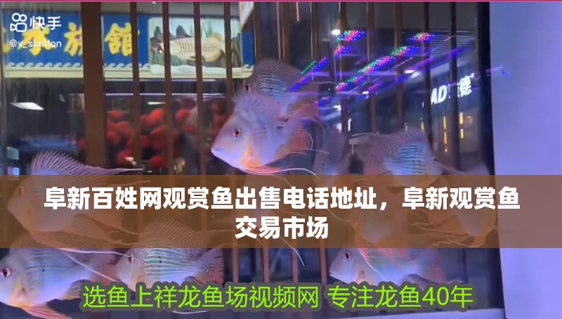 我的虎魚真菌感染了要怎么處理 阜新百姓網觀賞魚出售電話地址,阜新觀賞魚交易市場 觀賞魚百科 阜新百姓網觀賞魚出售電話地址,阜新觀賞魚交易市場 阜新百姓網觀賞魚出售電話地址,阜新觀賞魚交易市場 觀賞魚百科