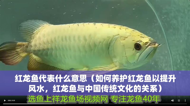紅龍魚代表什么意思（如何養護紅龍魚以提升風水，紅龍魚與中國傳統文化的關系）