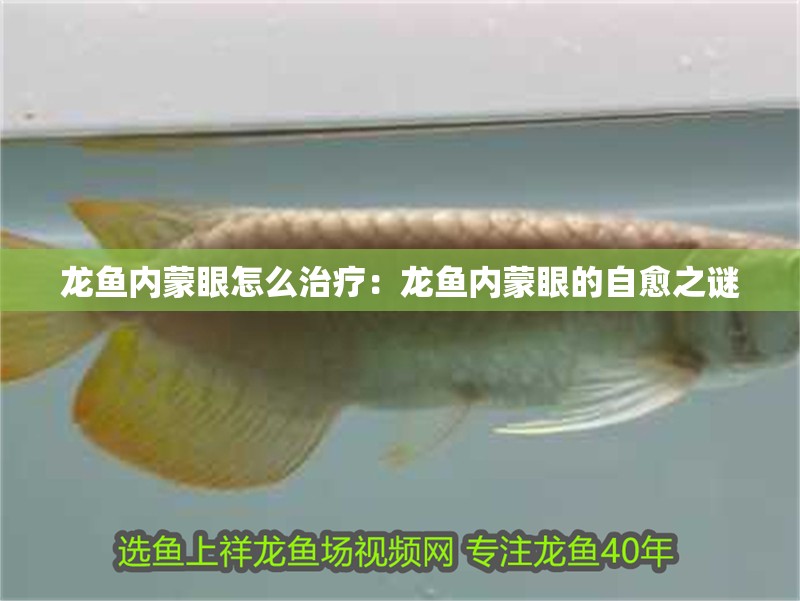 龍魚內蒙眼怎么治療：龍魚內蒙眼的自愈之謎 龍魚內蒙眼怎么治療：龍魚內蒙眼的自愈之謎 水族問答