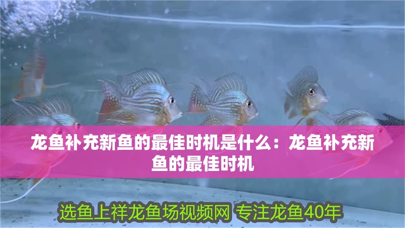 龍魚補充新魚的最佳時機是什么：龍魚補充新魚的最佳時機 龍魚補充新魚的最佳時機是什么：龍魚補充新魚的最佳時機 水族問答