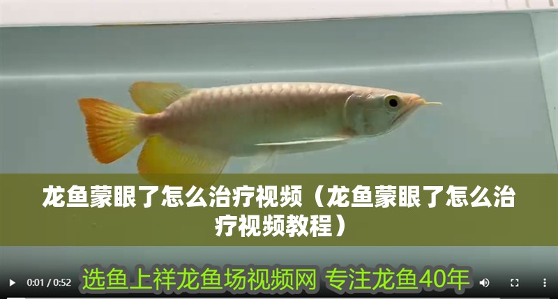 龍魚蒙眼了怎么治療視頻（龍魚蒙眼了怎么治療視頻教程） 龍魚蒙眼了怎么治療視頻（龍魚蒙眼了怎么治療視頻教程） 觀賞魚百科