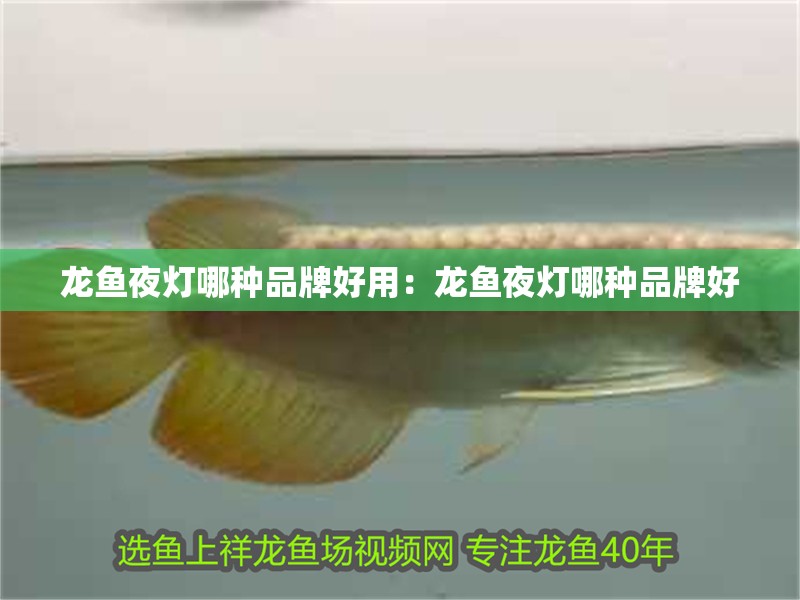 龍魚夜燈哪種品牌好用：龍魚夜燈哪種品牌好 龍魚夜燈哪種品牌好用：龍魚夜燈哪種品牌好 水族問答