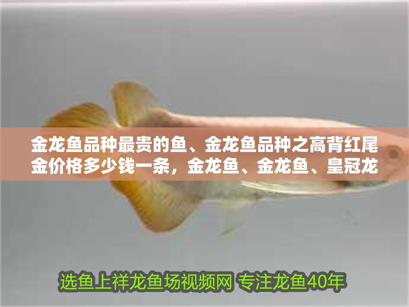 金龍魚品種最貴的魚、金龍魚品種之高背紅尾金價格多少錢一條，金龍魚、金龍魚、皇冠龍魚、黑色龍魚、紅龍魚、黑色龍魚、金龍魚