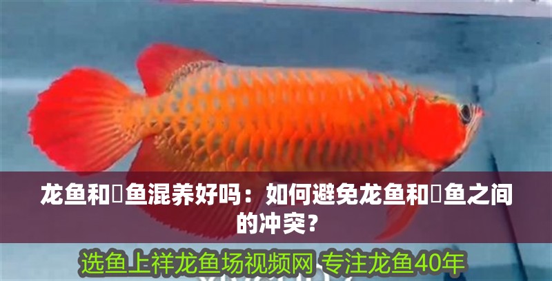 龍魚和魟魚混養好嗎：如何避免龍魚和魟魚之間的沖突？