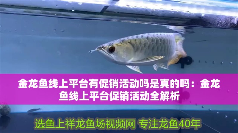 金龍魚線上平臺有促銷活動嗎是真的嗎：金龍魚線上平臺促銷活動全解析