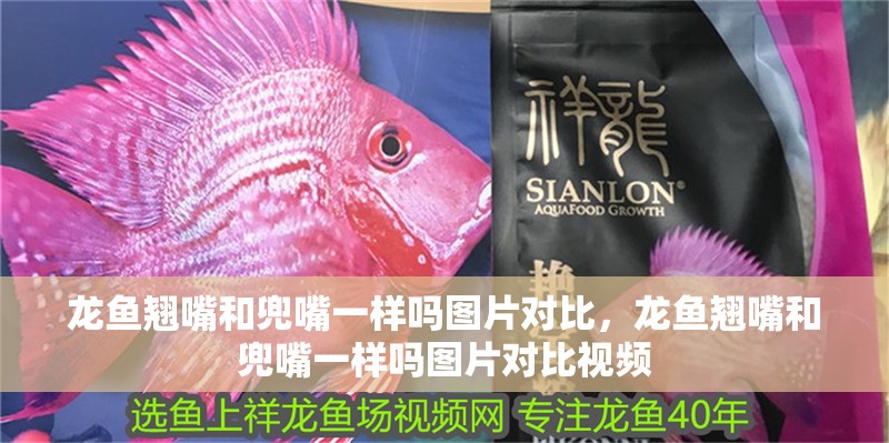 龍魚翹嘴和兜嘴一樣嗎圖片對比，龍魚翹嘴和兜嘴一樣嗎圖片對比視頻 龍魚翹嘴和兜嘴一樣嗎圖片對比，龍魚翹嘴和兜嘴一樣嗎圖片對比視頻 觀賞魚百科