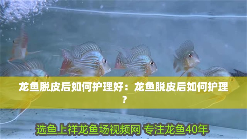虎魚天天黑來點赤瞳黃金 龍魚脫皮后如何護理好:龍魚脫皮后如何護理? 水族問答 龍魚脫皮后如何護理好:龍魚脫皮后如何護理? 龍魚脫皮后如何護理好:龍魚脫皮后如何護理? 水族問答