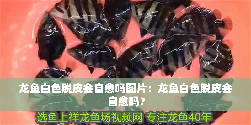 龍魚白色脫皮會自愈嗎圖片：龍魚白色脫皮會自愈嗎？