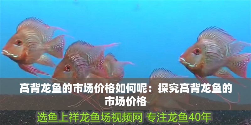 高背龍魚的市場價格如何呢：探究高背龍魚的市場價格 高背龍魚的市場價格如何呢：探究高背龍魚的市場價格 水族問答 第1張