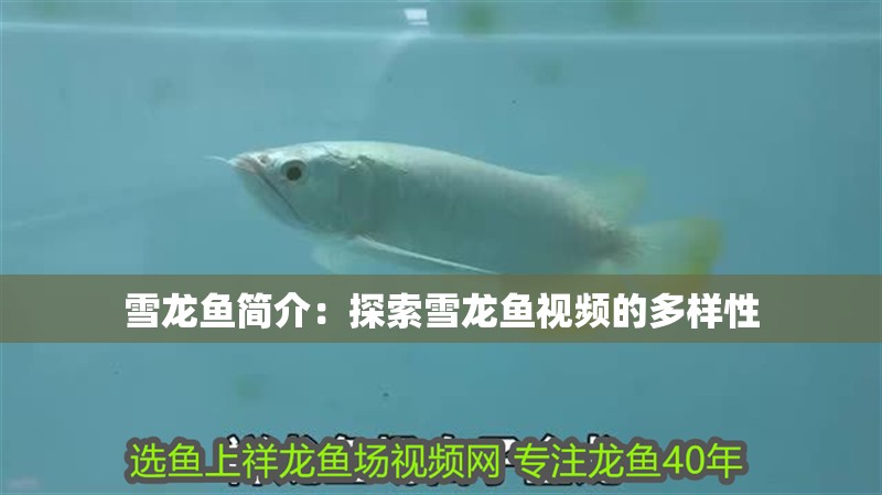 雪龍魚簡介：探索雪龍魚視頻的多樣性