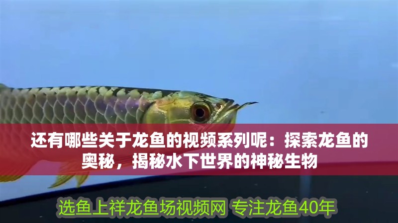 還有哪些關(guān)于龍魚的視頻系列呢：探索龍魚的奧秘，揭秘水下世界的神秘生物