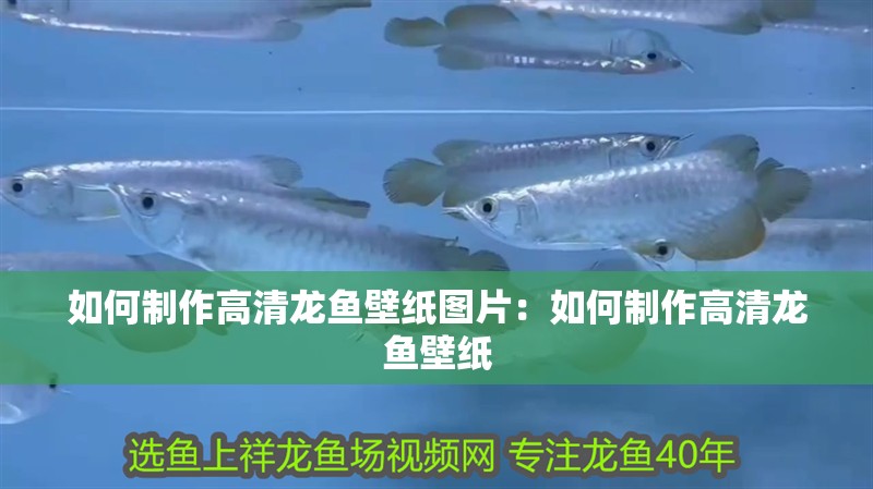 如何制作高清龍魚壁紙圖片：如何制作高清龍魚壁紙 如何制作高清龍魚壁紙圖片：如何制作高清龍魚壁紙 水族問答