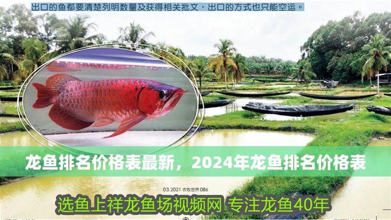 龍魚排名價格表最新，2024年龍魚排名價格表