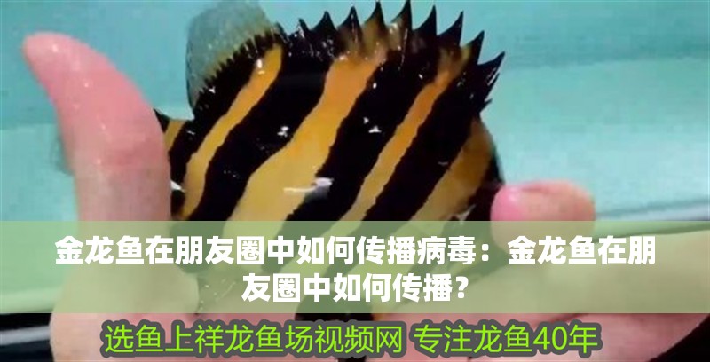 金龍魚在朋友圈中如何傳播病毒：金龍魚在朋友圈中如何傳播？