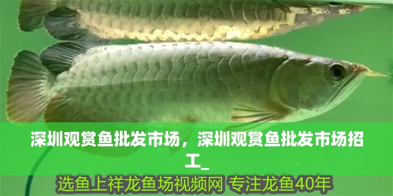 深圳觀賞魚批發市場，深圳觀賞魚批發市場招工_