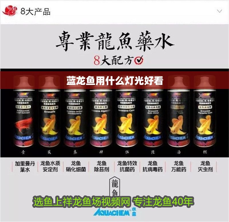 藍龍魚用什么燈光好看 藍龍魚用什么燈光好看 龍魚百科 第2張