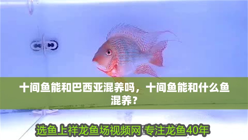 十間魚能和巴西亞混養嗎，十間魚能和什么魚混養？