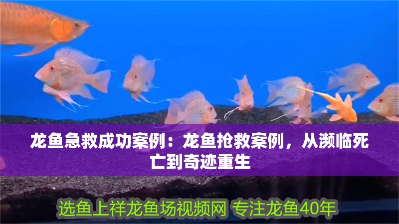 龍魚急救成功案例：龍魚搶救案例，從瀕臨死亡到奇跡重生