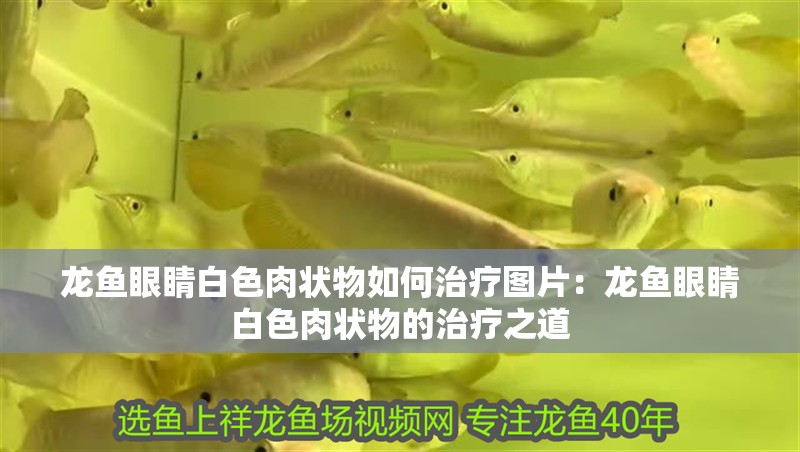 我的虎魚真菌感染了要怎么處理 龍魚眼睛白色肉狀物如何治療圖片:龍魚眼睛白色肉狀物的治療之道 水族問答 龍魚眼睛白色肉狀物如何治療圖片:龍魚眼睛白色肉狀物的治療之道 龍魚眼睛白色肉狀物如何治療圖片:龍魚眼睛白色肉狀物的治療之道 水族問答
