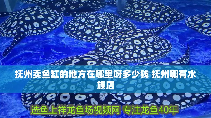 撫州賣魚缸的地方在哪里呀多少錢 撫州哪有水族店