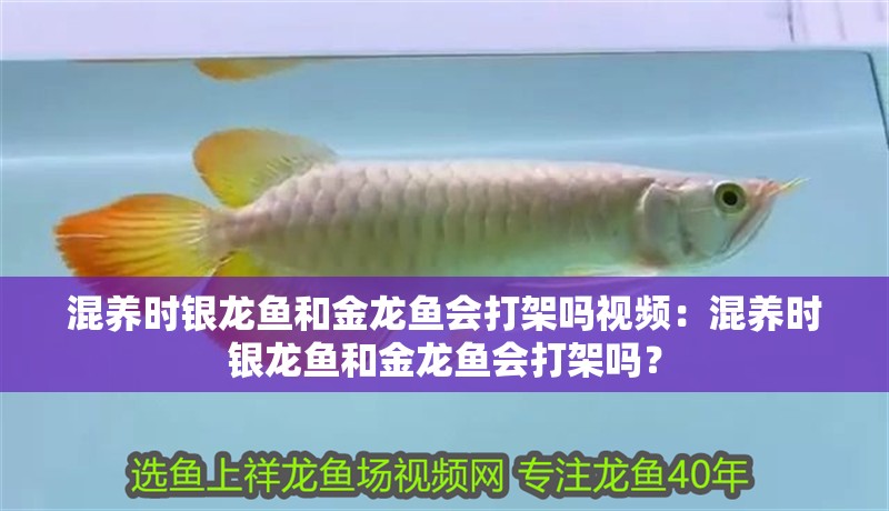 混養時銀龍魚和金龍魚會打架嗎視頻：混養時銀龍魚和金龍魚會打架嗎？ 混養時銀龍魚和金龍魚會打架嗎視頻：混養時銀龍魚和金龍魚會打架嗎？ 水族問答