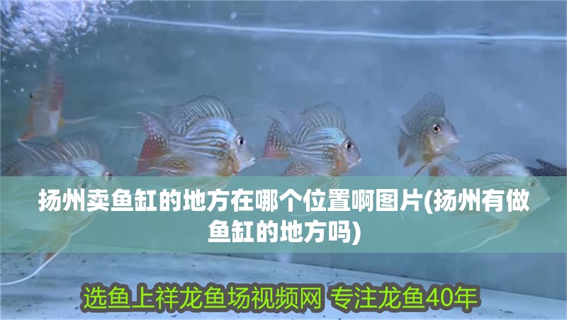 揚(yáng)州賣魚缸的地方在哪個(gè)位置啊圖片(揚(yáng)州有做魚缸的地方嗎) 揚(yáng)州賣魚缸的地方在哪個(gè)位置啊圖片(揚(yáng)州有做魚缸的地方嗎) 觀賞魚百科