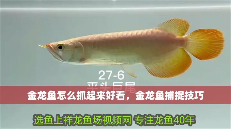 金龍魚怎么抓起來好看，金龍魚捕捉技巧