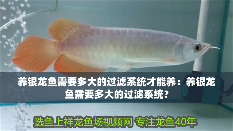 魚缸過濾器選購指南:自制魚缸過濾器魚缸上置過濾器對于養魚愛好者的必備知識 養銀龍魚需要多大的過濾系統才能養:養銀龍魚需要多大的過濾系統? 水族問答 養銀龍魚需要多大的過濾系統才能養:養銀龍魚需要多大的過濾系統? 養銀龍魚需要多大的過濾系統才能養:養銀龍魚需要多大的過濾系統? 水族問答