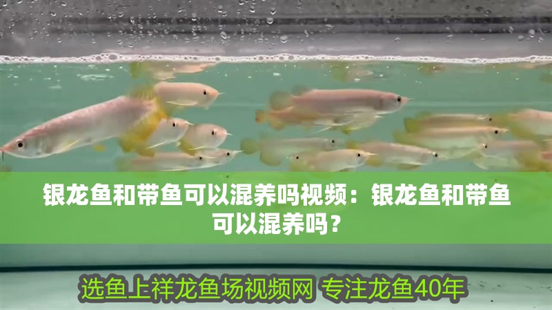 銀龍魚和帶魚可以混養嗎視頻：銀龍魚和帶魚可以混養嗎？