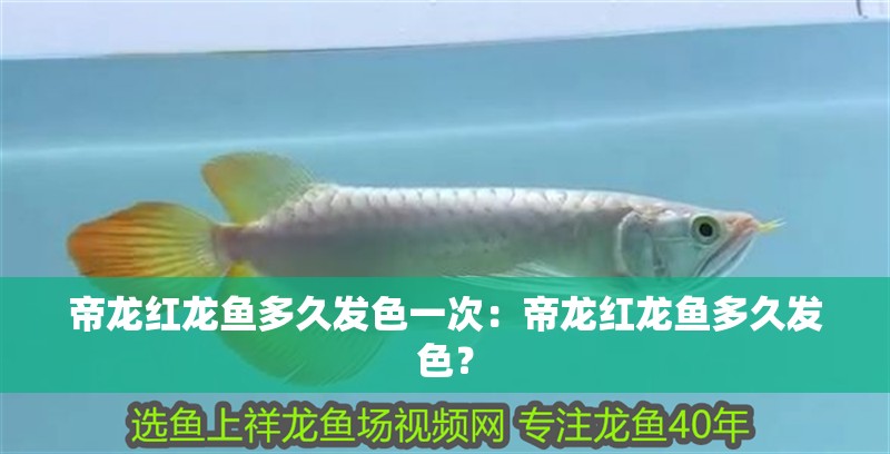 帝龍紅龍魚多久發色一次：帝龍紅龍魚多久發色？