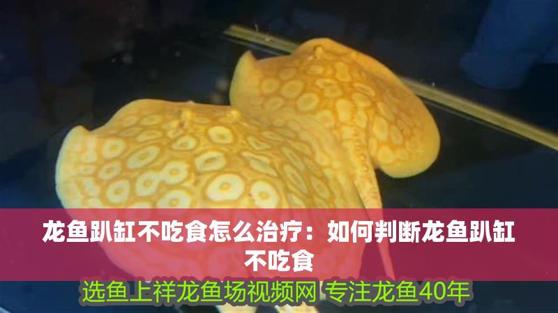 龍魚趴缸不吃食怎么治療：如何判斷龍魚趴缸不吃食
