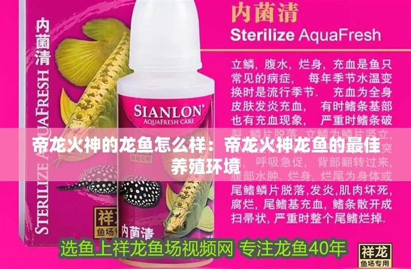 帝龍火神的龍魚怎么樣：帝龍火神龍魚的最佳養殖環境