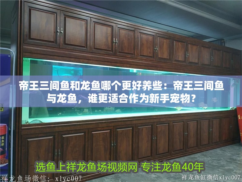 帝王三間魚和龍魚哪個更好養些：帝王三間魚與龍魚，誰更適合作為新手寵物？